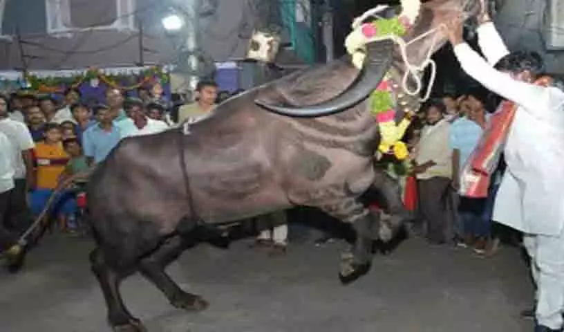 Sadar उत्सव में अफरा-तफरी, अनियंत्रित सांड की चपेट में आए चार श्रद्धालु Sadar उत्सव में अफरा-तफरी, अनियंत्रित सांड की चपेट में आए चार श्रद्धालु