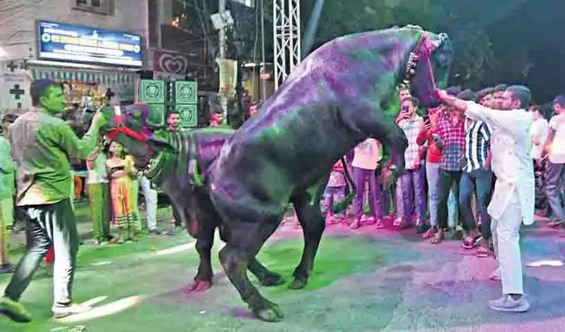 भैंसों की रॉयल एंट्री और लोकगीतों की धुनों पर झूमता Hyderabad भैंसों की रॉयल एंट्री और लोकगीतों की धुनों पर झूमता Hyderabad