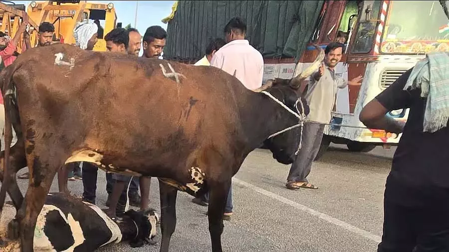 Hitnala : मवेशियों को ले जा रहा ट्रक पलटा, 2 गायों की मौत Hitnala : मवेशियों को ले जा रहा ट्रक पलटा, 2 गायों की मौत