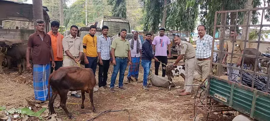 अवैध तस्करी; मवेशियों की सुरक्षा अवैध तस्करी; मवेशियों की सुरक्षा