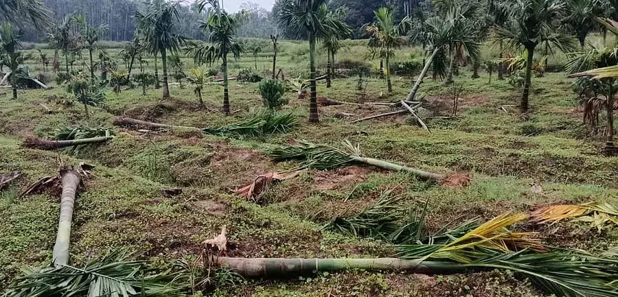 Kamanahalli : जंगली हाथियों के हमलों से फसल को नुकसान Kamanahalli : जंगली हाथियों के हमलों से फसल को नुकसान