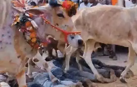 MP : उज्जैन में सदियों पुरानी अनोखी गोवर्धन पूजा परंपरा के तहत गायों ने ग्रामीणों को रौंदा MP : उज्जैन में सदियों पुरानी अनोखी गोवर्धन पूजा परंपरा के तहत गायों ने ग्रामीणों को रौंदा