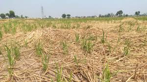 Sangrur के किसानों ने सरकारी दावों के बावजूद पराली प्रबंधन मशीनों की कमी का आरोप लगाया