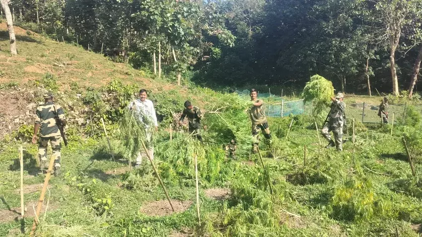 Meghalaya:  पुलिस ने 10 टन भांग के पौधे नष्ट किए