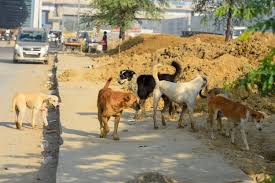 Gurugram के आवारा कुत्तों की नसबंदी परियोजना के लिए पांच एजेंसियों ने बोली लगाई