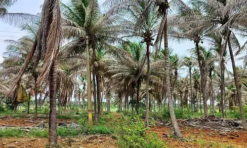 नारियल की बीमारी : राहत न मिलने से किसान परेशान