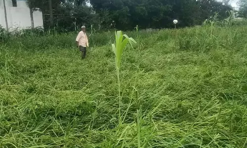 Doddaballapura : लगातार बारिश और हवा से रागी की फसल बर्बाद Doddaballapura : लगातार बारिश और हवा से रागी की फसल बर्बाद