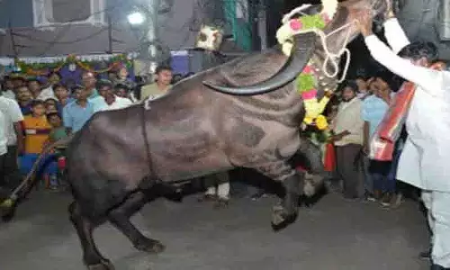 Sadar उत्सव में अफरा-तफरी, अनियंत्रित सांड की चपेट में आए चार श्रद्धालु Sadar उत्सव में अफरा-तफरी, अनियंत्रित सांड की चपेट में आए चार श्रद्धालु
