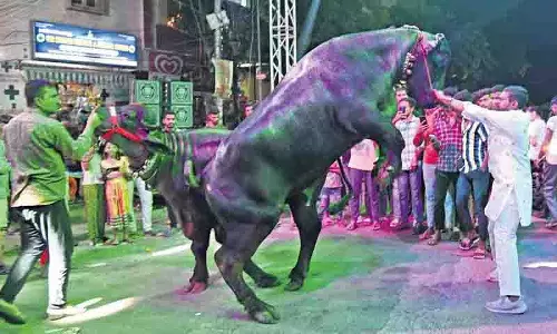 भैंसों की रॉयल एंट्री और लोकगीतों की धुनों पर झूमता Hyderabad