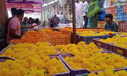Hubli Flowers: कीमत में गिरावट, किसान मुश्किल में