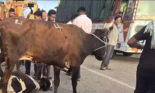 Hitnala : मवेशियों को ले जा रहा ट्रक पलटा, 2 गायों की मौत