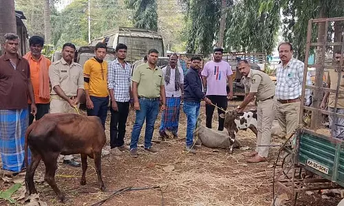 अवैध तस्करी; मवेशियों की सुरक्षा