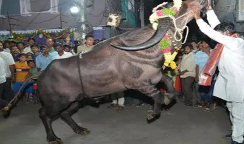 Telangana :  मधुरा नगर में सदर उत्सव के दौरान सांड के अनियंत्रित होने से चार लोग घायल हो गए