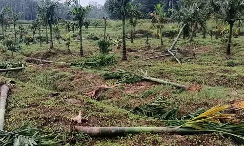 Kamanahalli : जंगली हाथियों के हमलों से फसल को नुकसान Kamanahalli : जंगली हाथियों के हमलों से फसल को नुकसान