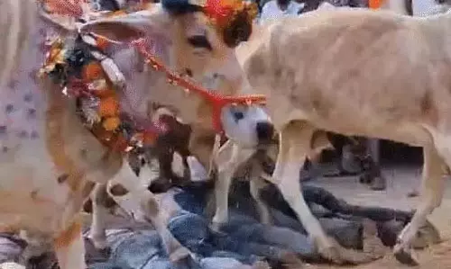 MP : उज्जैन में सदियों पुरानी अनोखी गोवर्धन पूजा परंपरा के तहत गायों ने ग्रामीणों को रौंदा MP : उज्जैन में सदियों पुरानी अनोखी गोवर्धन पूजा परंपरा के तहत गायों ने ग्रामीणों को रौंदा