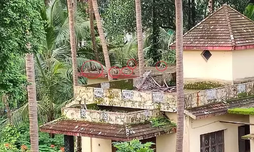 बंदरों का बढ़ता आतंक: किसान परेशान
