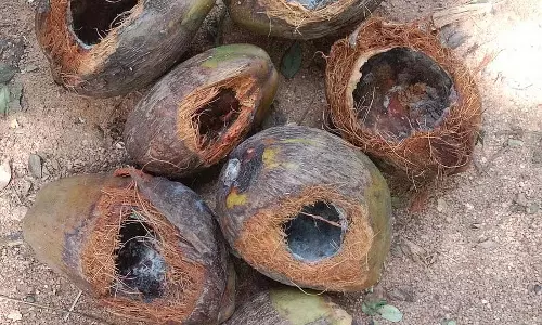 नारियल में रेड रॉट इंफेक्शन: फसल नष्ट