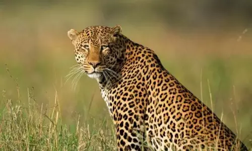 तेंदुए ने महिला का गन्ने के खेत में पीछा किया और उसे मार डाला तेंदुए ने महिला का गन्ने के खेत में पीछा किया और उसे मार डाला