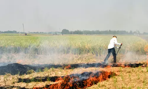 पराली जलाने पर सख्ती का असर, Punjab में रिकॉर्ड गिरावट दर्ज