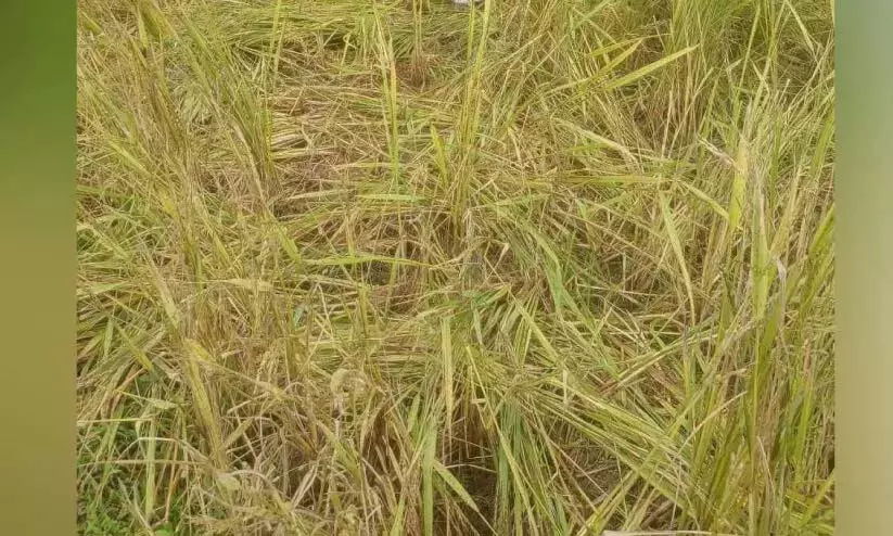 Kerala : सूअरों का झुंड चावल की फसल को नष्ट कर रहा Kerala : सूअरों का झुंड चावल की फसल को नष्ट कर रहा