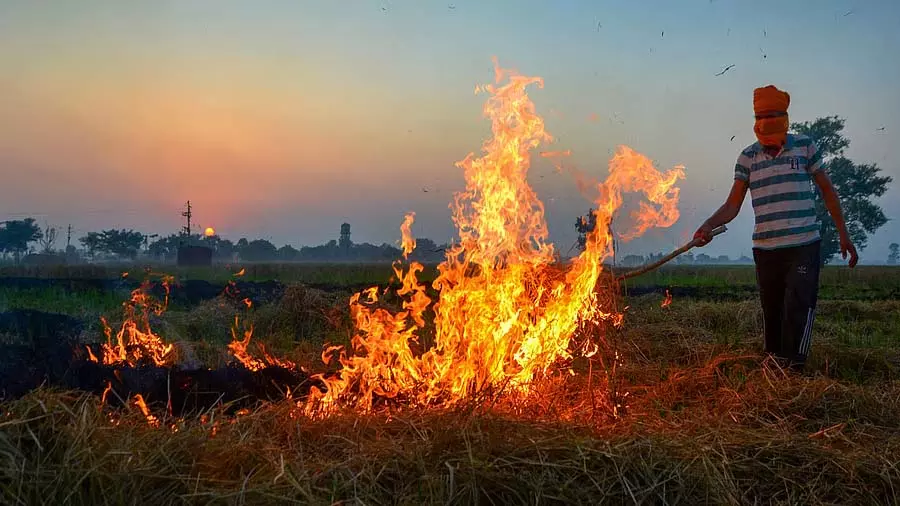पंजाब में पिछले हफ़्ते पराली जलाने के 484 मामले बढ़े: PPCB डेटा पंजाब में पिछले हफ़्ते पराली जलाने के 484 मामले बढ़े: PPCB डेटा