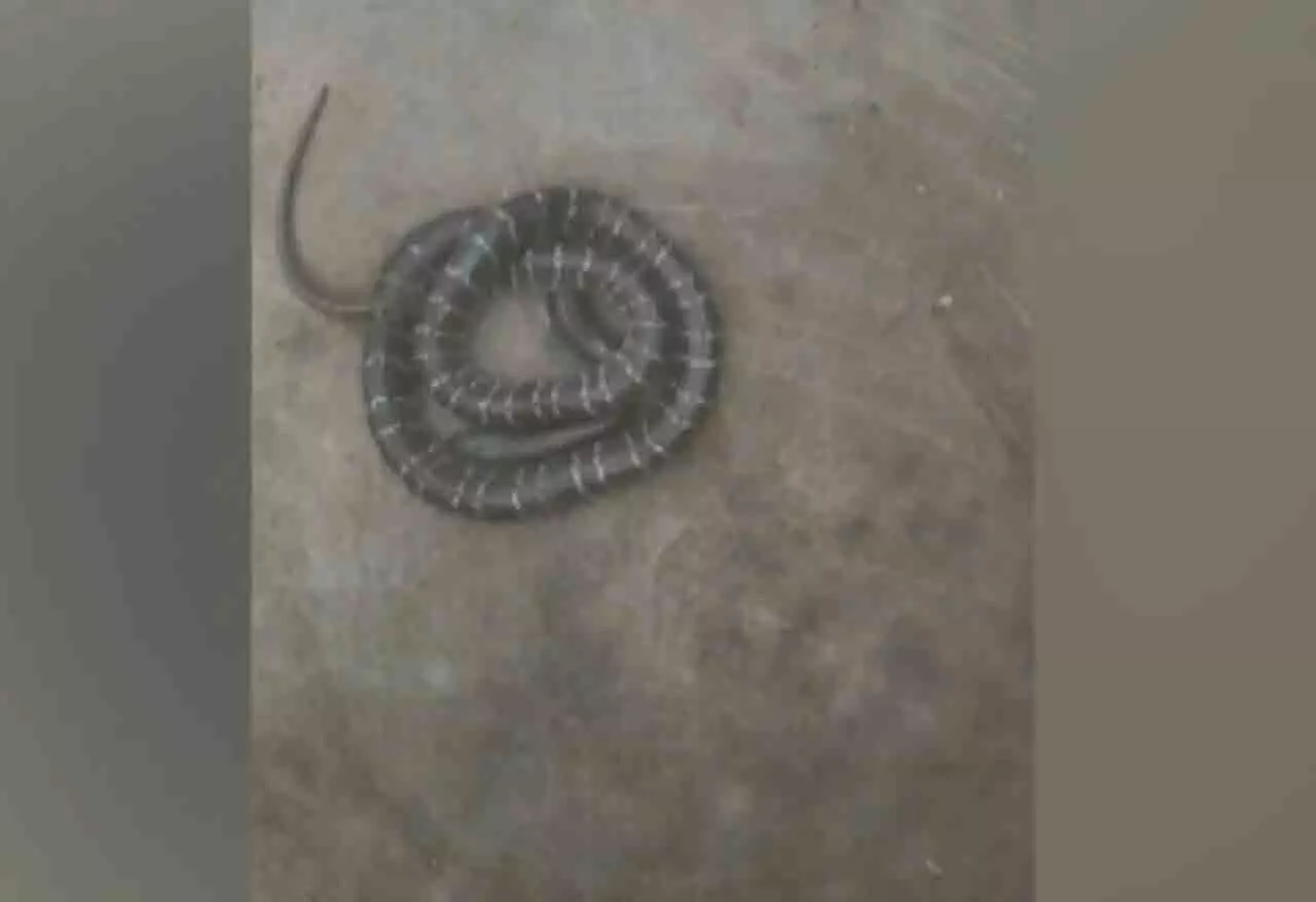 Odisha: सोते समय सांप के काटने से पांच साल की बच्ची की मौत Odisha: सोते समय सांप के काटने से पांच साल की बच्ची की मौत