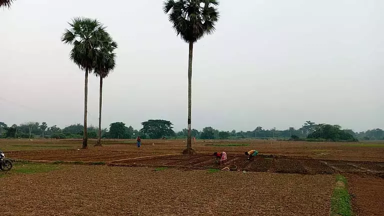 Dokanda में बाढ़ ने उपजाऊ भूमि को फूलों की खेती में बदल दिया Dokanda में बाढ़ ने उपजाऊ भूमि को फूलों की खेती में बदल दिया
