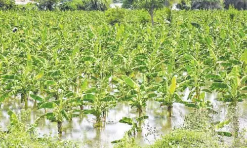 बारिश से प्रभावित किसानों के लिए राहत: Minister ने आश्वासन दिया