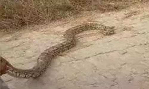 Lakhimpur Kheri: घर के छप्पर से निकला अजगर, मचा हड़कंप