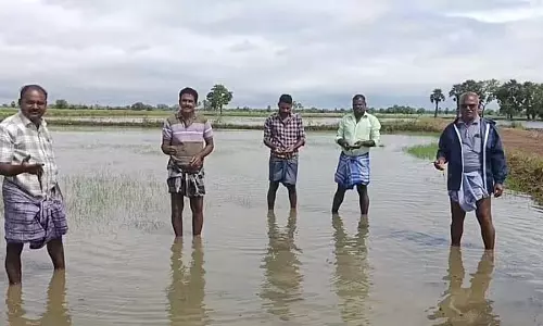 Tamil Nadu : नई साम्बा फसलों से बारिश का पानी निकालने का काम ज़ोरों पर Tamil Nadu : नई साम्बा फसलों से बारिश का पानी निकालने का काम ज़ोरों पर