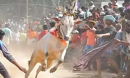 हावेरी वीरभद्रेश्वर मंदिर के सामने बुल-फाइटिंग कॉम्पिटिशन हुआ: बुल-फाइटिंग में तीन लोगों की मौत