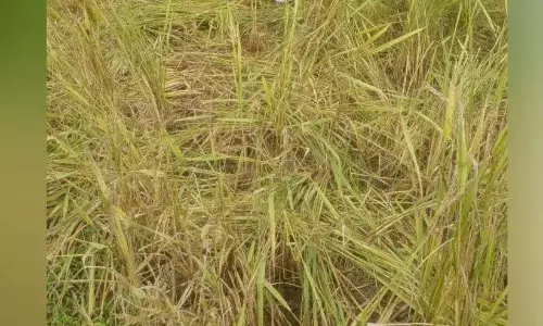 Kerala : सूअरों का झुंड चावल की फसल को नष्ट कर रहा Kerala : सूअरों का झुंड चावल की फसल को नष्ट कर रहा