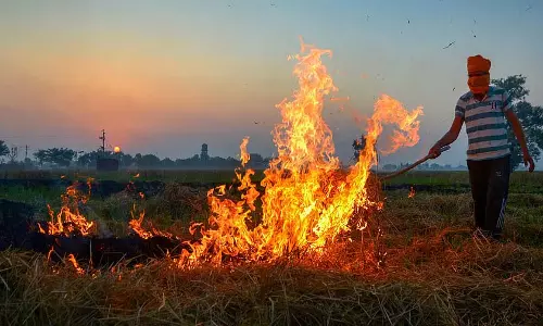 पंजाब में पिछले हफ़्ते पराली जलाने के 484 मामले बढ़े: PPCB डेटा