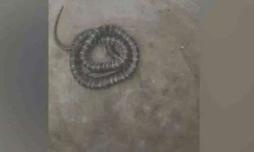 Odisha: सोते समय सांप के काटने से पांच साल की बच्ची की मौत Odisha: सोते समय सांप के काटने से पांच साल की बच्ची की मौत