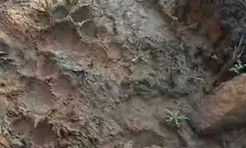 Dhenkanal गांव के पास बाघ के पैरों के निशान मिले, वन अधिकारी अलर्ट पर Dhenkanal गांव के पास बाघ के पैरों के निशान मिले, वन अधिकारी अलर्ट पर