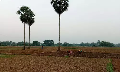 Dokanda में बाढ़ ने उपजाऊ भूमि को फूलों की खेती में बदल दिया Dokanda में बाढ़ ने उपजाऊ भूमि को फूलों की खेती में बदल दिया