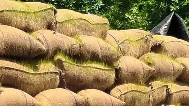 Tamil Nadu : ट्रकों में रखे धान के बंडल बारिश में भीग गए और उनमें अंकुर निकल आए Tamil Nadu : ट्रकों में रखे धान के बंडल बारिश में भीग गए और उनमें अंकुर निकल आए