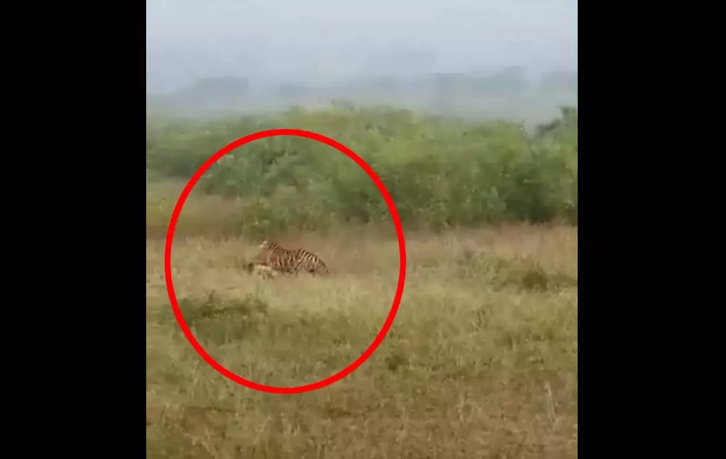 OMG नजारा LIVE! बाघिन ने चीतल का किया शिकार, मुस्तैदी देखने लायक OMG नजारा LIVE! बाघिन ने चीतल का किया शिकार, मुस्तैदी देखने लायक