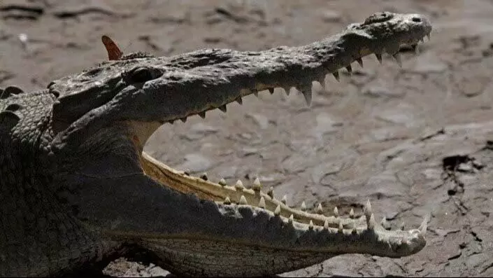 Odisha : अंगुल में बकरी को बचाने की कोशिश में मगरमच्छ ने आदमी का हाथ काट दिया Odisha : अंगुल में बकरी को बचाने की कोशिश में मगरमच्छ ने आदमी का हाथ काट दिया