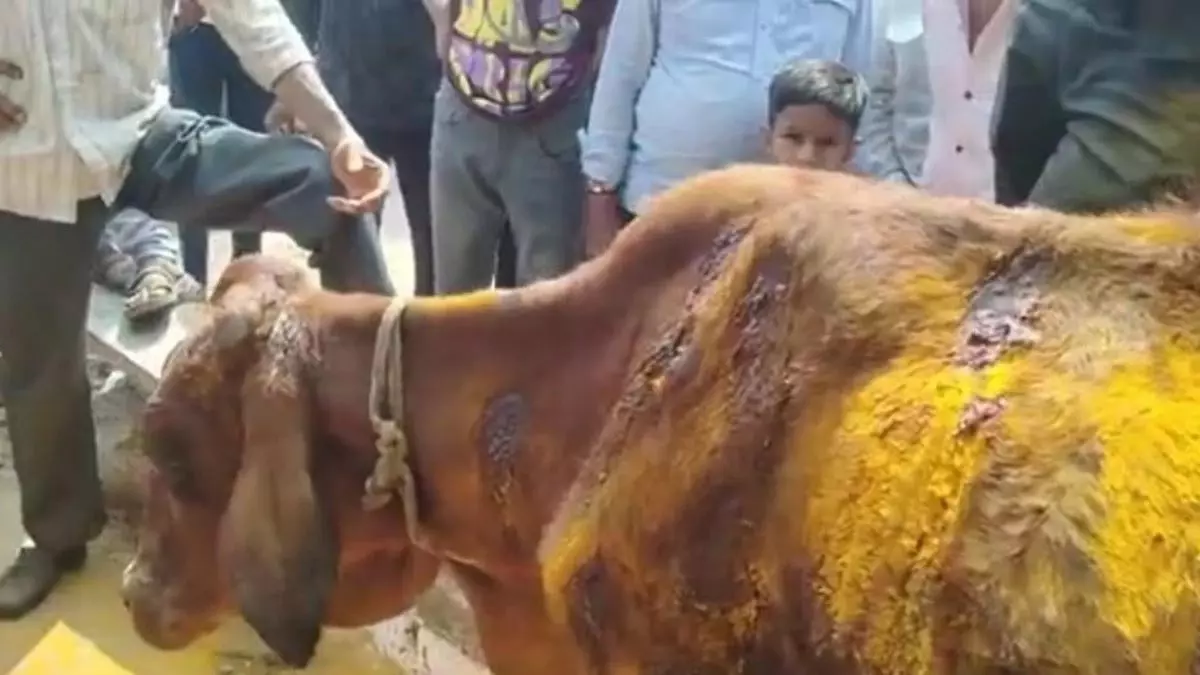 गाय पर चाकू से हमला, शरीर में 50 जगह पड़े निशान गाय पर चाकू से हमला, शरीर में 50 जगह पड़े निशान