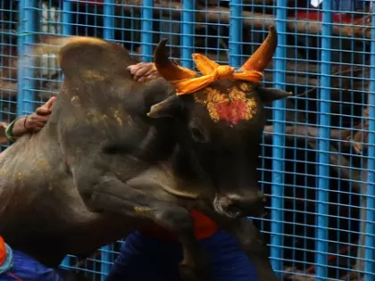 Karnataka में दिवाली उत्सव बना मातम, बैल दौड़ में तीन लोगों की मौत Karnataka में दिवाली उत्सव बना मातम, बैल दौड़ में तीन लोगों की मौत