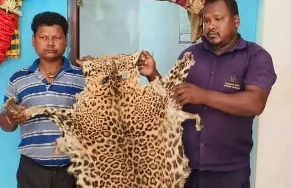 Keonjhar तेंदुए की खाल जब्त, दो गिरफ्तार Keonjhar तेंदुए की खाल जब्त, दो गिरफ्तार