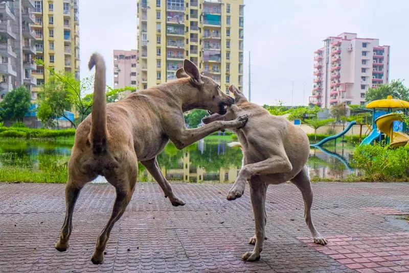 Gurugram में आवारा कुत्तों की नसबंदी क्यों रोक दी गई और यह कब फिर से शुरू Gurugram में आवारा कुत्तों की नसबंदी क्यों रोक दी गई और यह कब फिर से शुरू
