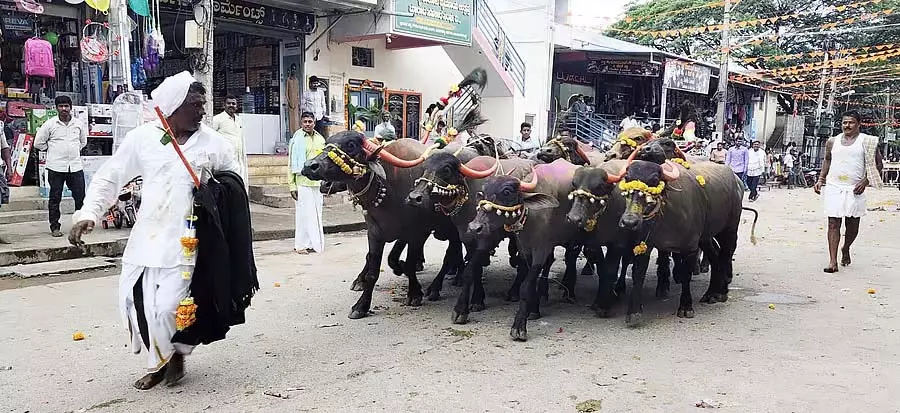 Harpanahalli : गौलीगारा भैंस सजावट और प्रतियोगिता ने लोगों का ध्यान आकर्षित किया Harpanahalli : गौलीगारा भैंस सजावट और प्रतियोगिता ने लोगों का ध्यान आकर्षित किया
