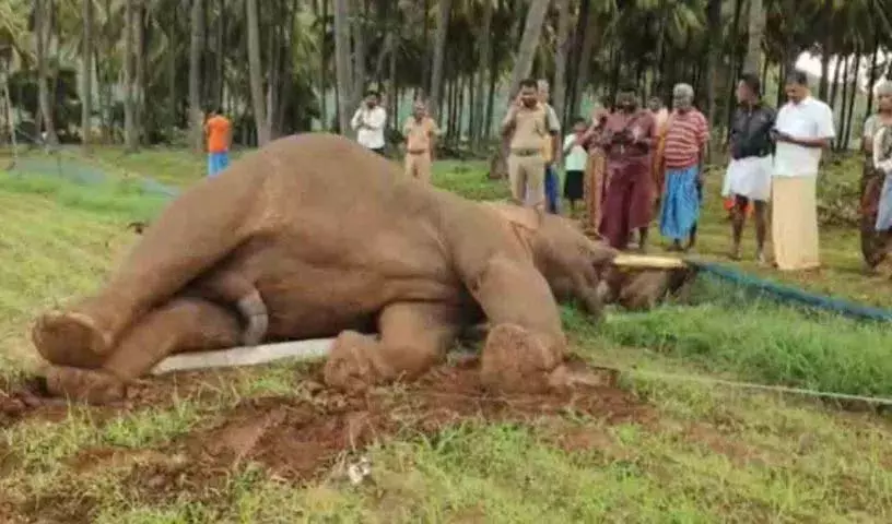 बिजली के खंभे से टकराकर हाथी की मौत बिजली के खंभे से टकराकर हाथी की मौत