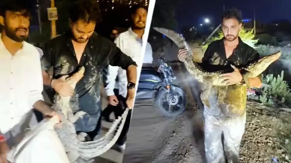 मगरमच्छ के साथ खेलते रहे युवक, गोद में लेकर मस्ती मगरमच्छ के साथ खेलते रहे युवक, गोद में लेकर मस्ती