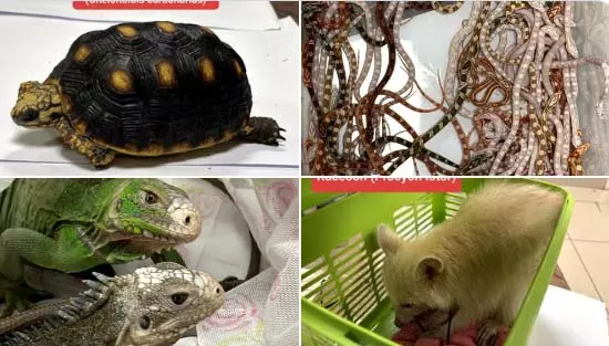 BREAKING: एयरपोर्ट पर 151 जंगली जानवर जब्त, यात्री गिरफ्तार BREAKING: एयरपोर्ट पर 151 जंगली जानवर जब्त, यात्री गिरफ्तार