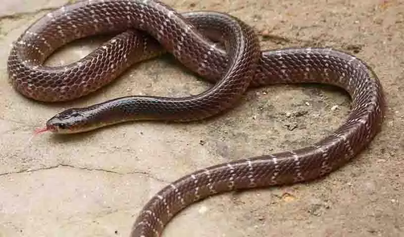 Peddapalli में सांप के काटने से डिग्री छात्र की मौत Peddapalli में सांप के काटने से डिग्री छात्र की मौत