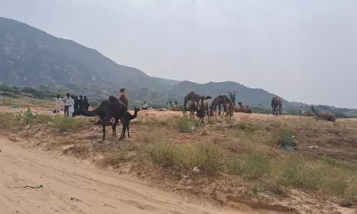 Ajmer: भीड़ में उमंग, पुष्कर मेले में शुरू होगी पशु बिक्री