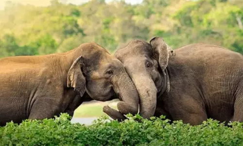 Alipurduar: हाथियों के हमलों ने ली तीन जानें, अलीपुरद्वार में हड़कंप Alipurduar: हाथियों के हमलों ने ली तीन जानें, अलीपुरद्वार में हड़कंप